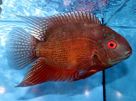 菠蘿魚品種|市售菠蘿魚系列圖鑑(Heros Severus/Severum Cichlid series。